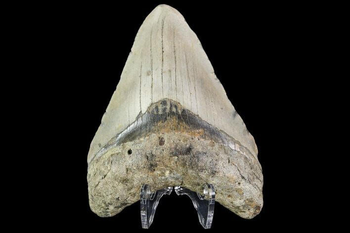 Fossil Megalodon Tooth - North Carolina #109669